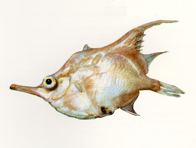 费尔南连鳍长吻鱼(Notopogon fernandezianus)