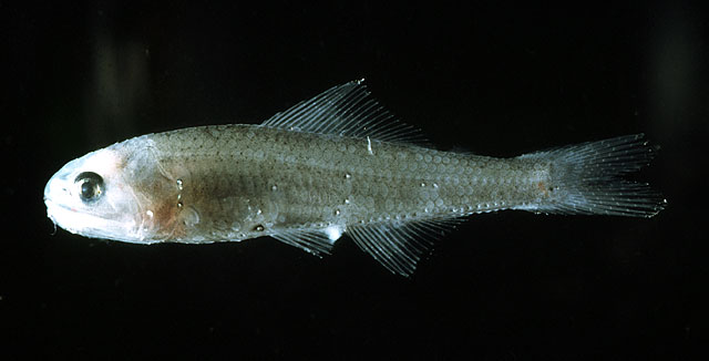 长体背灯鱼(Notoscopelus elongatus)
