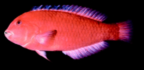 红体软棘唇鱼(Novaculops koteamea)