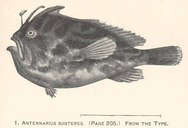 黑纹裸身躄鱼(Nudiantennarius subteres)