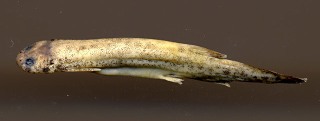 泽生棘盖鲇(Ochmacanthus alternus)