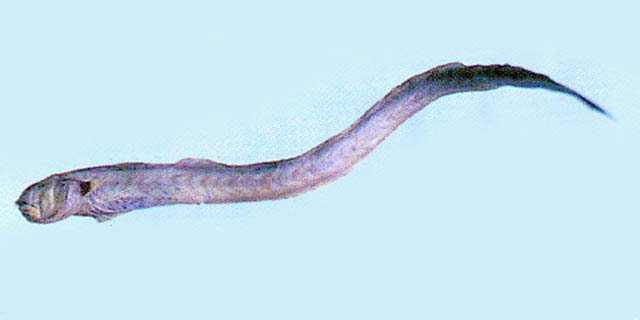 红狼牙虾虎(Odontamblyopus rubicundus)