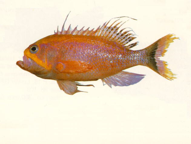 红衣牙花鮨(Odontanthias rhodopeplus)