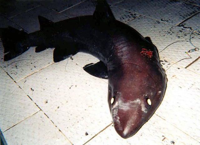 大眼砂锥齿鲨(Odontaspis noronhai)