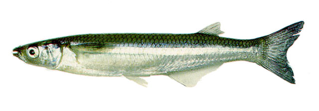 阿根廷牙汉鱼(Odontesthes argentinensis)