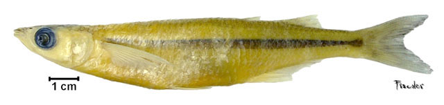 美里牙汉鱼(Odontesthes mirinensis)