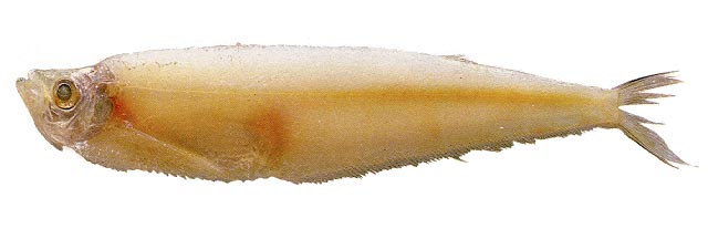 尖细长鳍鳓(Odontognathus mucronatus)