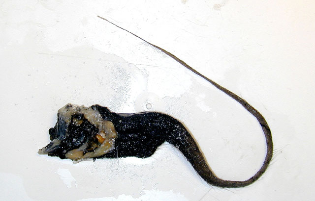 默氏厉牙长尾鳕(Odontomacrurus murrayi)