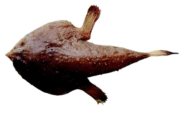 高背蝙蝠鱼(Ogcocephalus notatus)