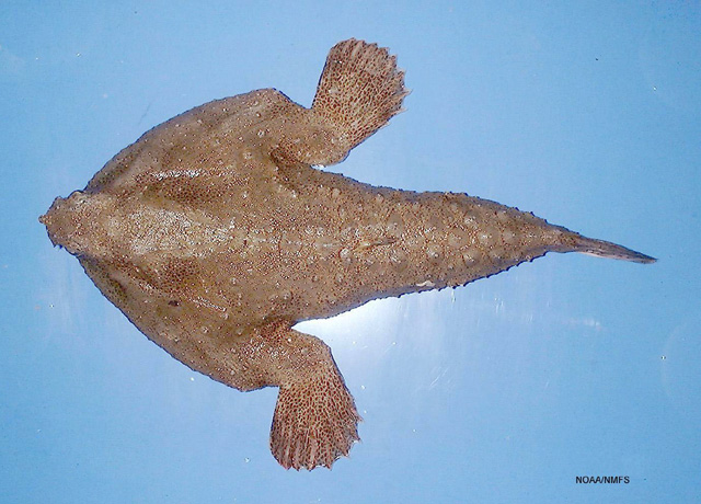 全斑蝙蝠鱼(Ogcocephalus pantostictus)