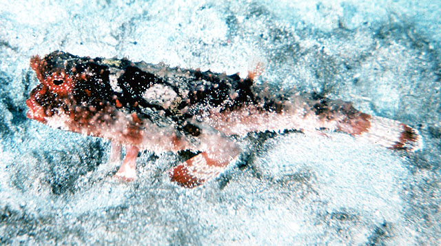 粗背蝙蝠鱼(Ogcocephalus parvus)