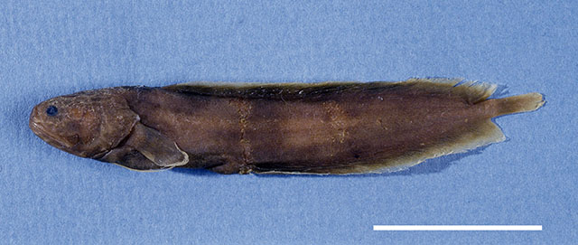 贝氏胎须鳚(Ogilbia boehlkei)