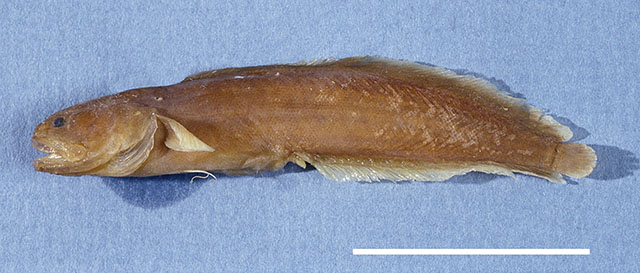 博氏胎须鳚(Ogilbia boydwalkeri)