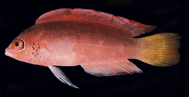 红身奥氏拟雀鲷(Ogilbyina salvati)