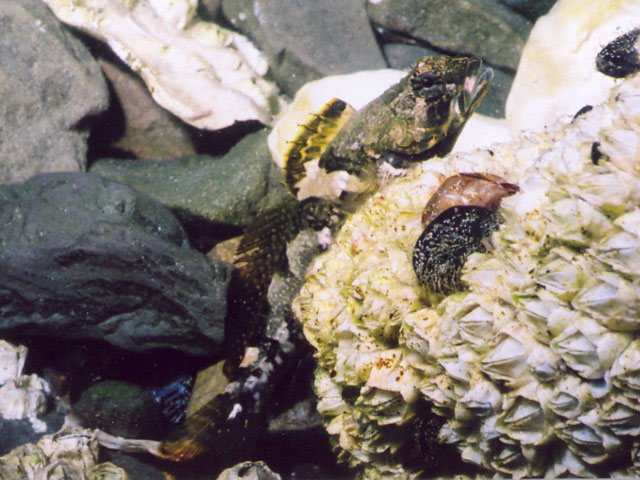 斑纹寡杜父鱼(Oligocottus maculosus)