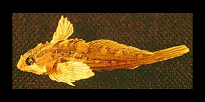 斯氏寡杜父鱼(Oligocottus snyderi)