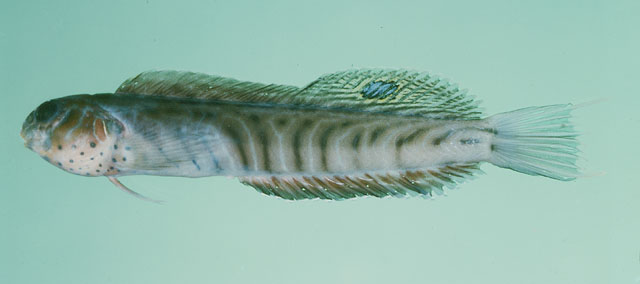 长肩鳃鳚(Omobranchus elongatus)