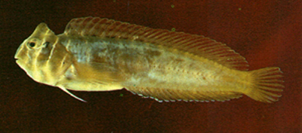 斑头肩鳃鳚(Omobranchus fasciolatoceps)