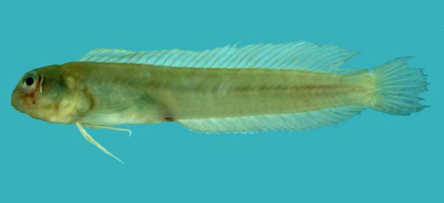 勐肩鳃鳚(Omobranchus ferox)