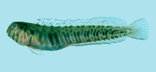 吉氏肩鳃鳚(Omobranchus germaini)