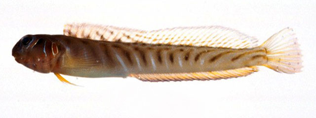 云纹肩鳃鳚(Omobranchus loxozonus)