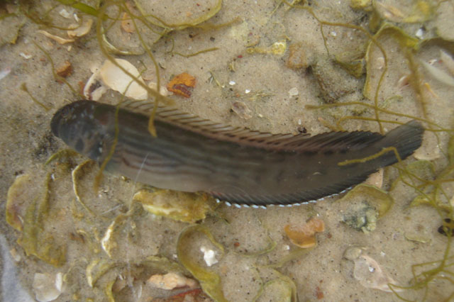 斑点肩鳃鳚(Omobranchus punctatus)