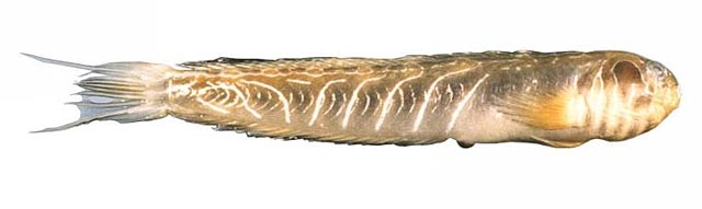 圆头肩鳃鳚(Omobranchus rotundiceps)