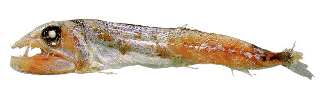 锤颌鱼(Omosudis lowii)
