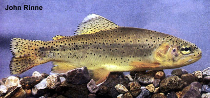 亚利桑那大麻哈鱼(Oncorhynchus apache)