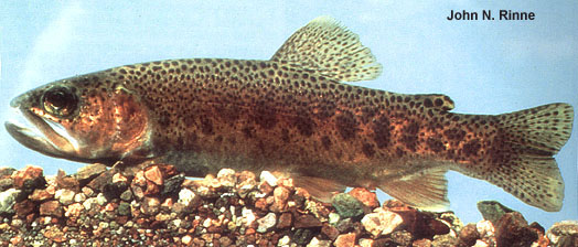 吉尔大麻哈鱼(Oncorhynchus gilae)