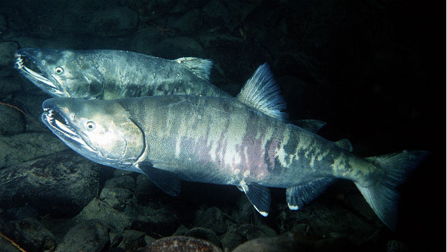 大麻哈鱼(Oncorhynchus keta)