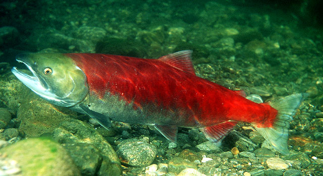 红大麻哈鱼(Oncorhynchus nerka)