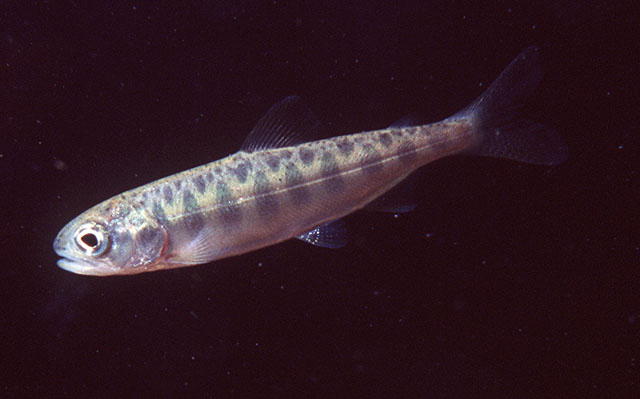 大鳞大麻哈鱼(Oncorhynchus tshawytscha)