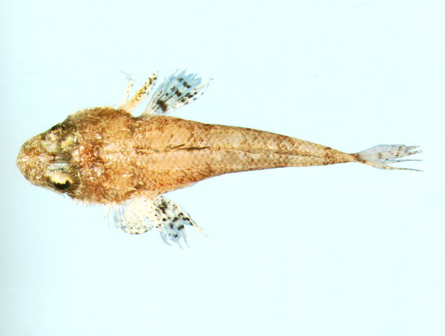 大鳞鳞鲬(Onigocia macrolepis)