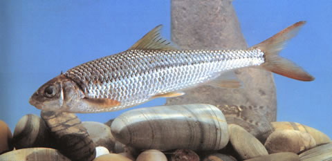 台湾白甲鱼(Onychostoma barbatulum)