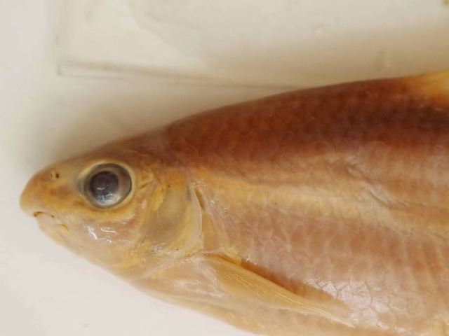 葛氏白甲鱼(Onychostoma gerlachi)