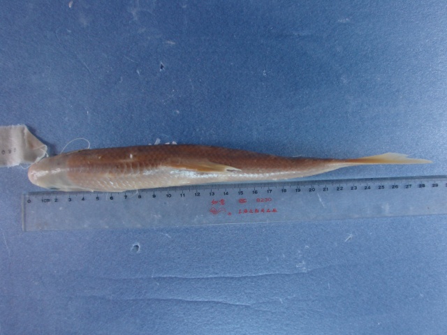 准白甲鱼(Onychostoma simum)