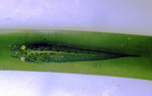 细钻颊喉盘鱼(Opeatogenys gracilis)