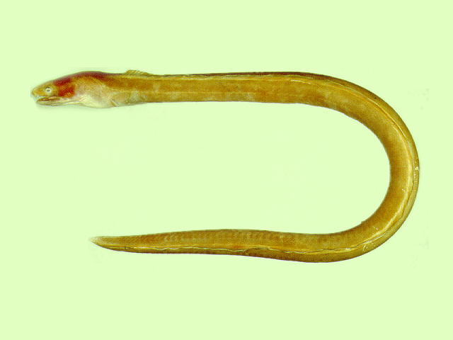 尖吻蛇鳗(Ophichthus apicalis)