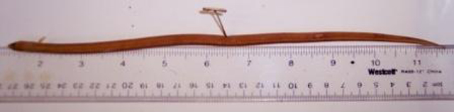 血蛇鳗(Ophichthus cruentifer)