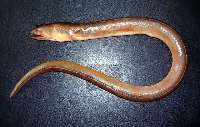 圆筒蛇鳗(Ophichthus cylindroideus)