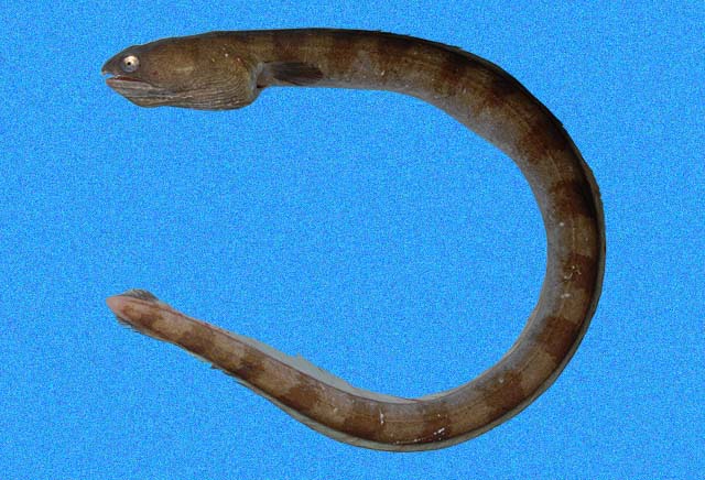 大额蛇鳗(Ophichthus frontalis)