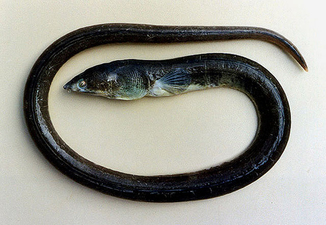 郭氏蛇鳗(Ophichthus gomesii)