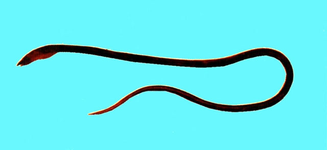大鳍蛇鳗(Ophichthus macrochir)