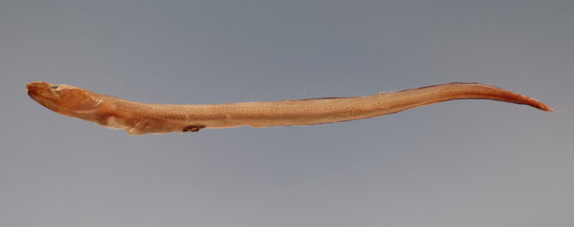 黑孔蛇鳗(Ophichthus melanoporus)