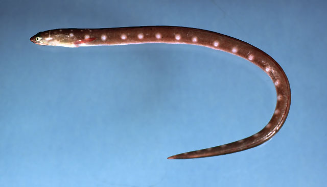斑头蛇鳗(Ophichthus puncticeps)