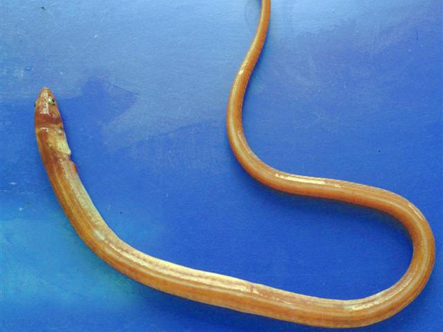 淡红蛇鳗(Ophichthus rufus)