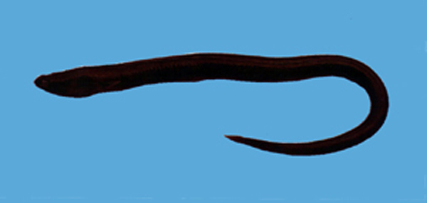 柴田氏蛇鳗(Ophichthus tsuchidae)