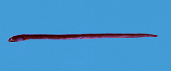 裙鳍蛇鳗(Ophichthus urolophus)