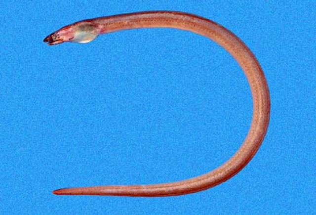 黄蛇鳗(Ophichthus zophochir)